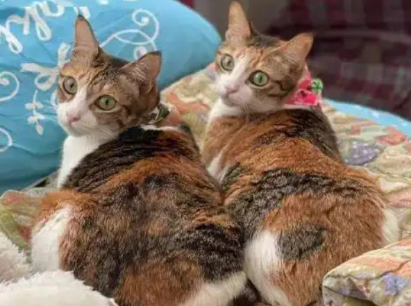 三色猫是什么品种 三色猫是什么品种