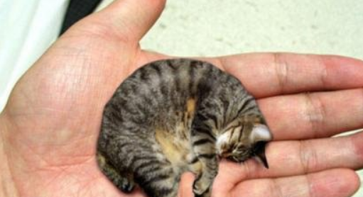 世界上最小的皮堡斯猫