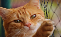 古代埃及为什么崇拜猫咪