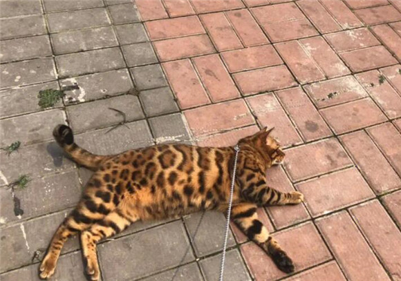 孟加拉豹猫品相怎么看