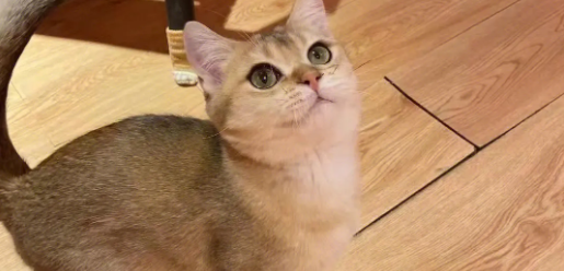 金渐层猫怎么样发腮啊