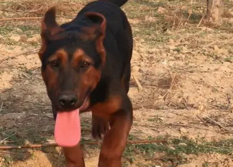 莱州红犬是什么狗狗,怎么才能养好它? 莱州红犬是什么狗狗,怎么才能养好它?