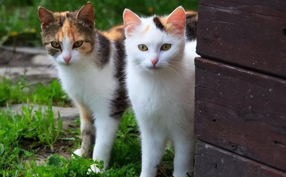 为什么三花猫叫万能猫