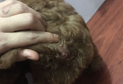 泰迪的肛门腺要多久挤一次好