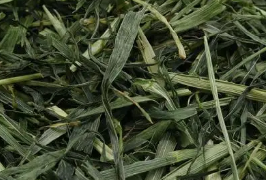 兔草怎么喂,兔草和化毛膏哪个比较好? 兔草怎么喂,兔草和化毛膏哪个比较好?