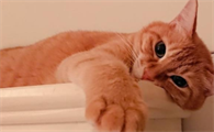 猫咪能感受到人的情绪变化吗？