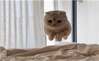 猫咪在床上蹦跳
