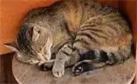 哪个快递寄猫咪好一点