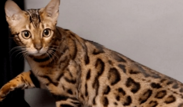 稀有奢华的阿瑟拉猫，是世界上最贵的猫，一只价值60余万元！