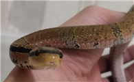 最擅长模仿眼镜蛇的蛇类，其实只是徒有其表：花尾斜鳞蛇