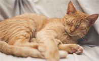 猫咪为什么要找主人睡啊