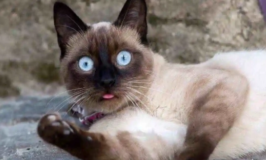 麒麟猫尾巴是天生的吗 麒麟猫尾巴是天生的吗