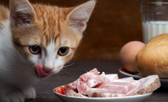 贝尔思味特宠物食品怎么样？宠物适合使用吗？