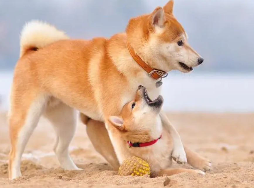 柴犬成年体重是多少斤正常 柴犬成年体重是多少斤正常