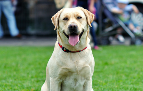 3个月拉布拉多犬怎么训练 3个月拉布拉多犬怎么训练