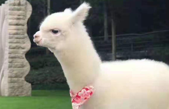 一只成年羊驼多少钱