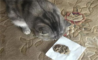 猫拉稀很臭但是精神正常是怎么回事啊