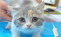 猫咪打针没反应怎么回事