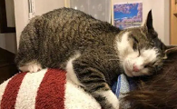 猫咪会趴在头上不动是为什么