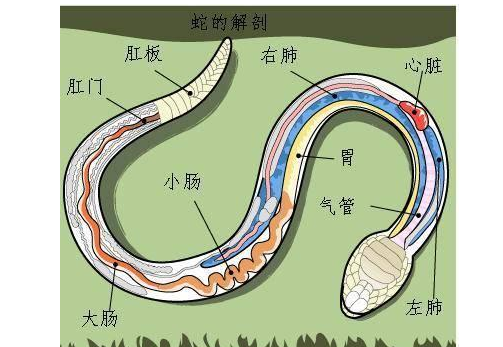 如果被蛇吞了,带把刀进去,有没有机会用刀划出来吗? 如果被蛇吞了,带把刀进去,有没有机会用刀划出来吗?