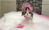 猫咪内驱多久洗澡啊