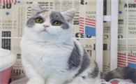 英短三花猫多少钱一只