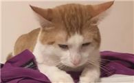 猫咪为什么总是眯眯眼睡觉呢