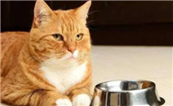 猫咪为什么喜欢舔锅底啊