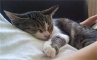 猫咪喜欢睡主人附近是为什么啊