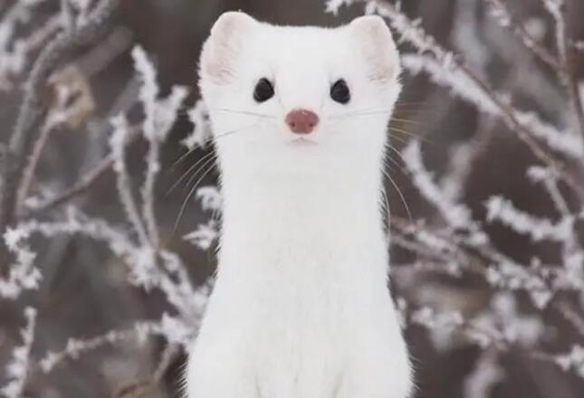 比猫狗还要粘人的小可爱——雪貂