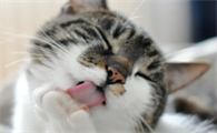 猫咪为什么有其他味道呢怎么回事