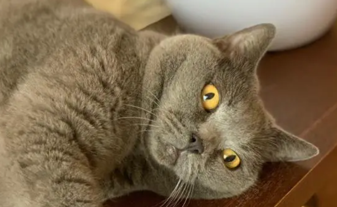 秋天养沙特尔猫有什么注意事项？
