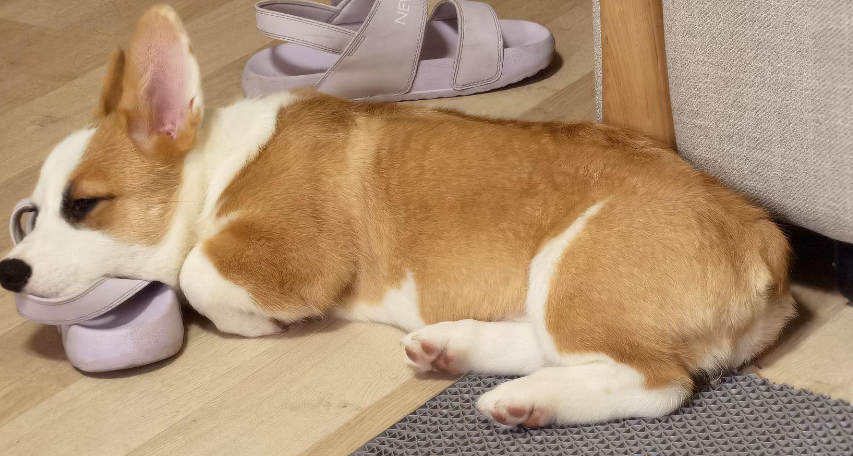 柯基犬断尾原因是什么