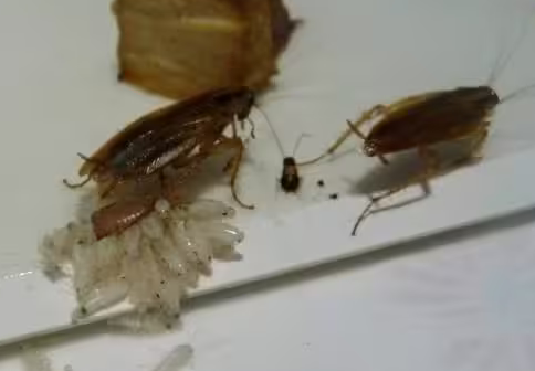 完全消灭蟑螂的几种方法,真正彻底消灭蟑螂的方法 完全消灭蟑螂的几种方法,真正彻底消灭蟑螂的方法