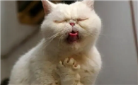 猫咪为什么会想呕吐啊