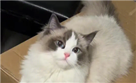 很多猫咪为什么不理你了呢