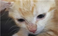 猫咪鼻子冒脓是为什么呢