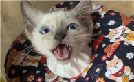 猫咪为什么有点凶的声音啊