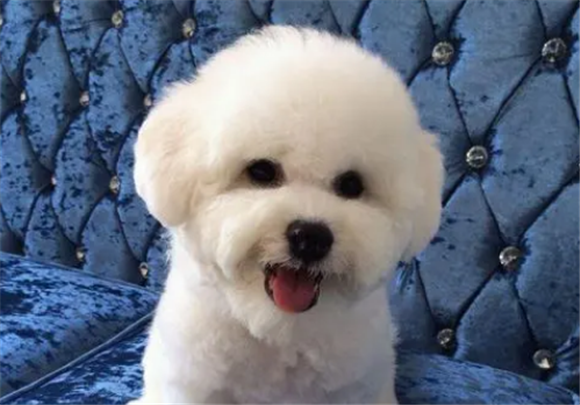 比熊犬吃什么食物合适呢