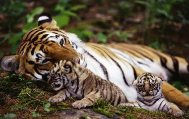 中国有一猛兽，能轻松咬死老虎，2005年后，国内仅拍到3次