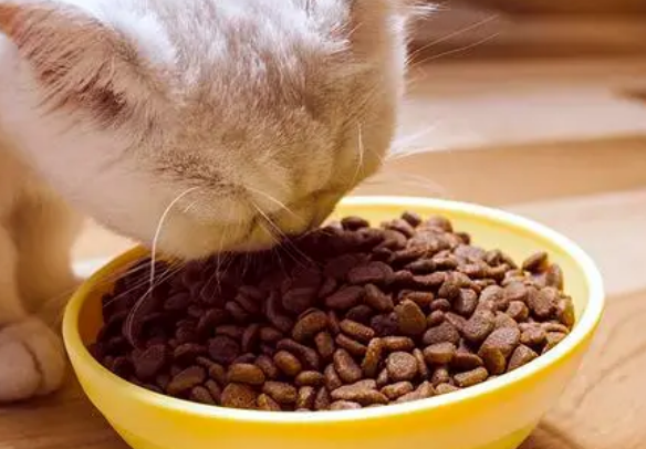 逗豆猫粮贵吗?买猫粮要注意什么呢? 逗豆猫粮贵吗?买猫粮要注意什么呢?