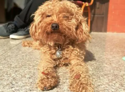 泰迪狗丢了怎么找回来