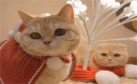猫咪驱虫后多久吃饭比较好