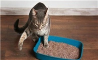 猫咪为什么要抢屎尿呢