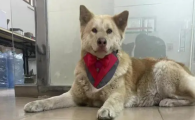 中华田园犬看家厉害吗