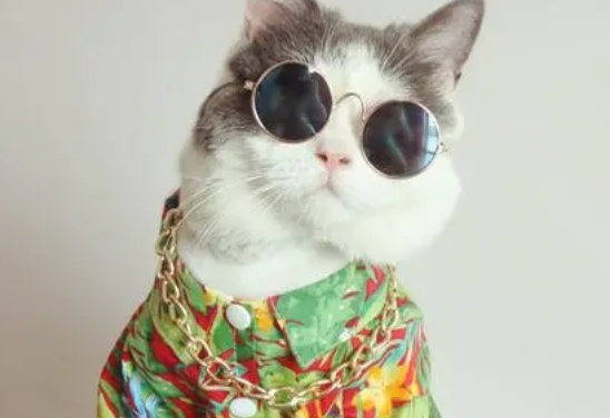 多宝丽宠物衣服质量咋样啊？怎么选呢？