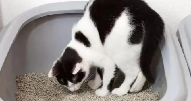 唯特医生猫砂好用吗