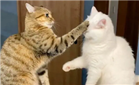 为什么猫咪的力气很大呢