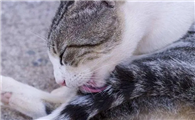 猫咪为什么一直舔自己呢