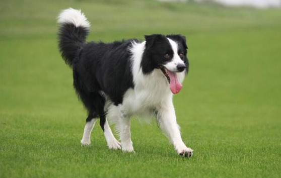 边境牧羊犬能活多久